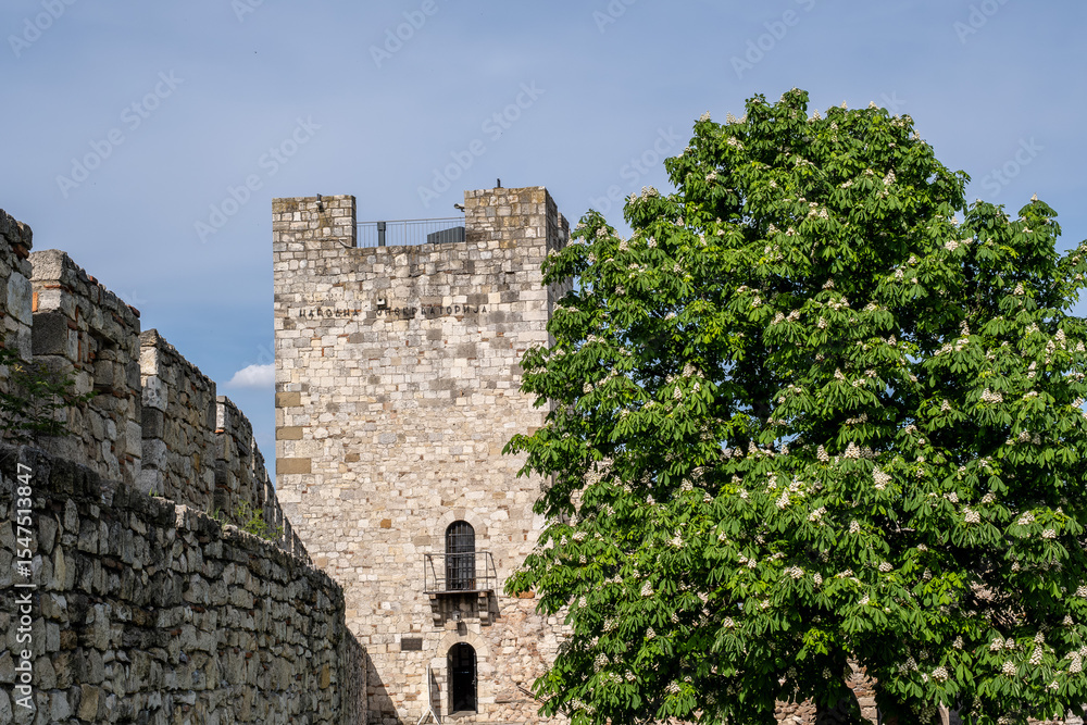 Obraz premium Alter Festungsturm mit Kastanienbaum im Frühling