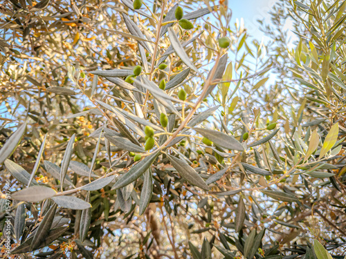 Silver Olive Tree Branches and Leaves in Sunlight, Mediterranean
