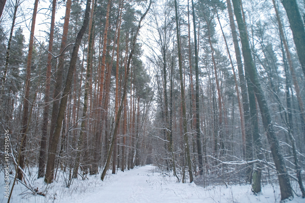 Fototapeta premium A trodden path in a winter forest. A path between trees in a park. Background with a winter landscape.