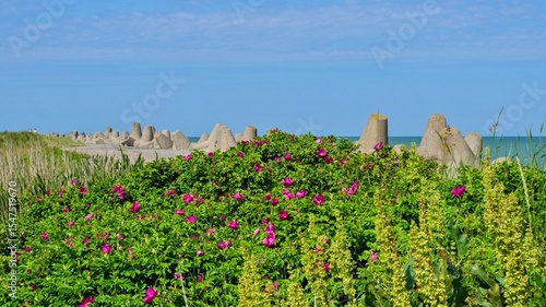 Blooming rosehip near the breakwater. Positive photo.
Panoramic photo.