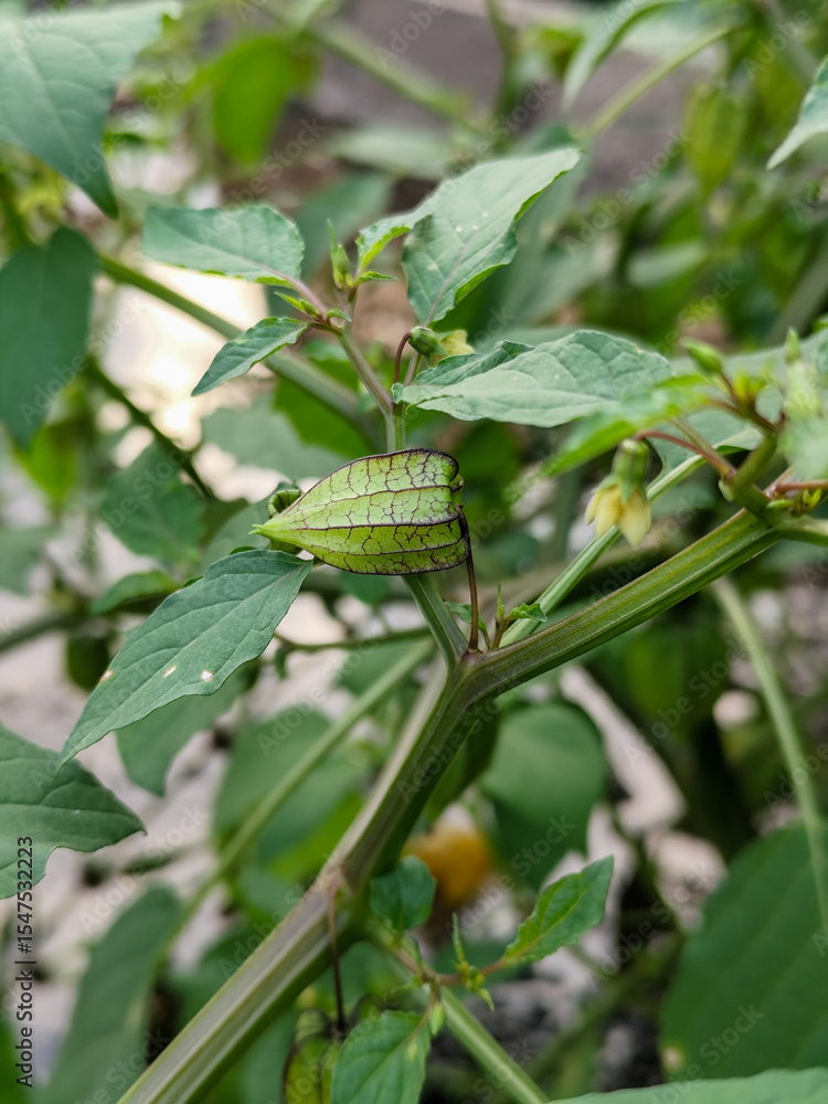 The immature ciplukan (Physalis angulata) fruit is clearly visible hanging from the stem, wrapped in distinctive veined green flower petals, surrounded by opaque green leaves. The immature ciplukan (Physalis angulata) fruit is clearly visible hanging from the stem, wrapped in distinctive veined green flower petals, surrounded by opaque green leaves.