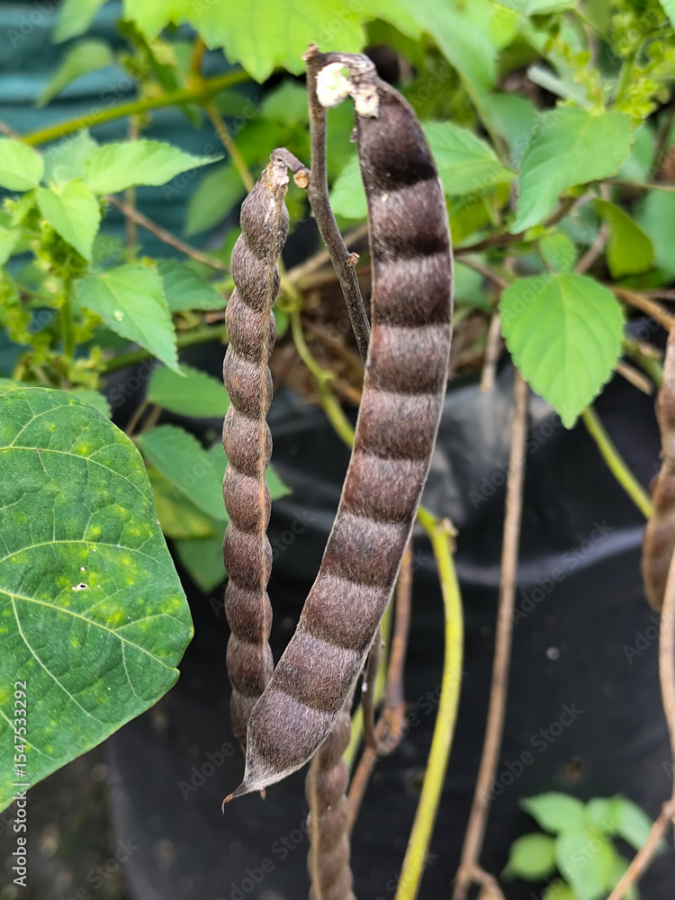 Naklejka premium Hairy pods hanging on a jicama plant against a background of green leaves and an opaque black pot, showing the ripening phase.