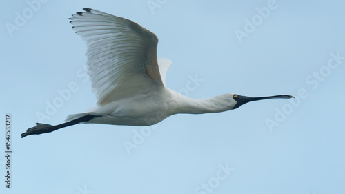 Royal Spoonbill mid flight