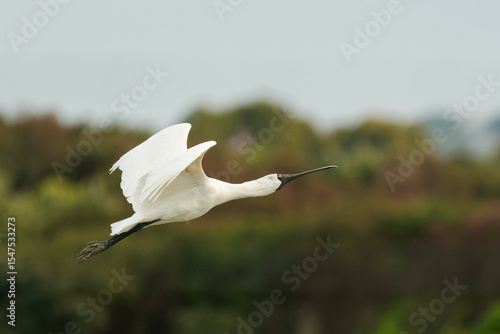 Royal Spoonbill mid flight