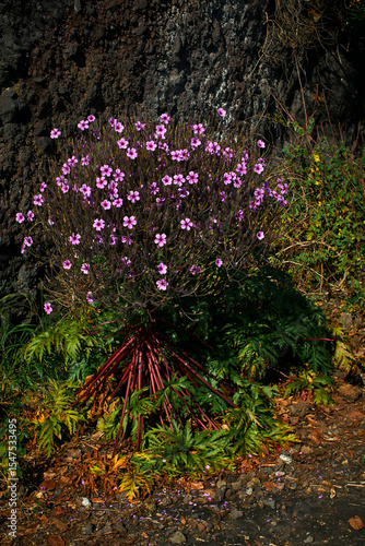 Madeira landscapes, desktop wallpaper, phone screensaver, 