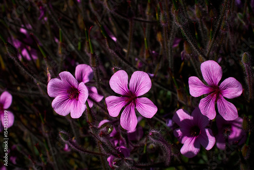 Madeira landscapes, desktop wallpaper, phone screensaver, 