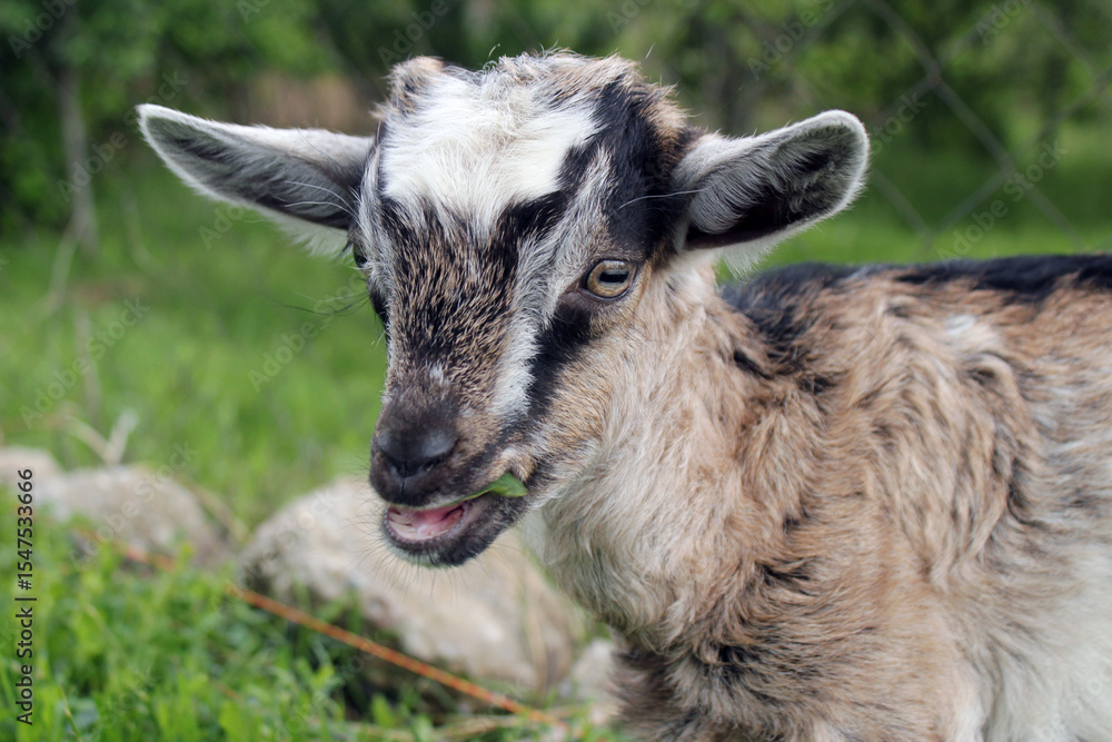 Young curly brown goat eating grass Young curly brown goat eating grass