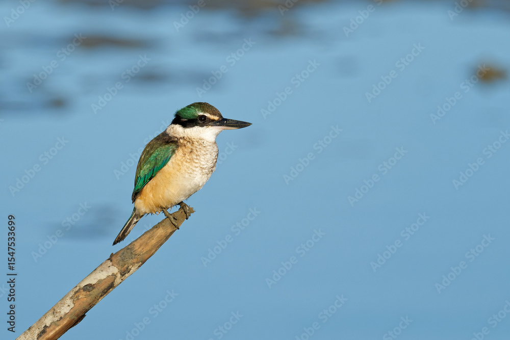 Sacred Kingfisher perched on a stick looking for a catch Sacred Kingfisher perched on a stick looking for a catch