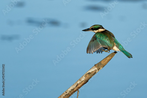 Sacred Kingfisher landing on a perch