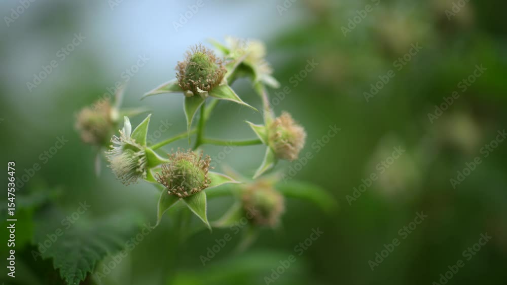 Green raspberry bushes with unripe green berries Green raspberry bushes with unripe green berries