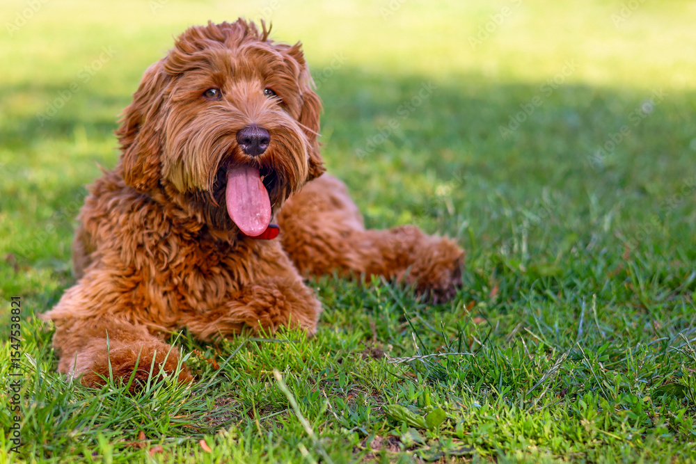 Fototapeta premium American Labradoodle puppy panting in the grass Dog, pet, mammal, companion animal, friend, housemate, breed, mixed breed