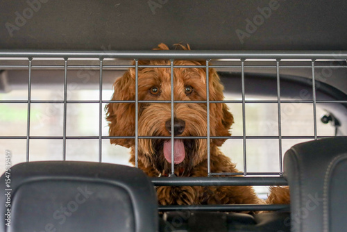 American Labradoodle behind a gate in the back of a car
Dog, pet, mammal, companion animal, friend, housemate, breed, mixed breed