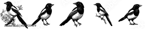 The Magpie logo is a high-quality, modern design suitable for T-shirt graphics