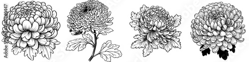 Modern illustration of a Chrysanthemum flower isolated on a transparent background