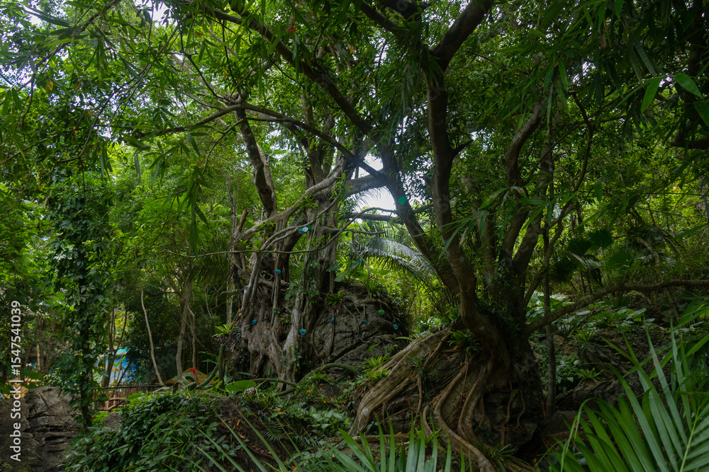Travel through the thickets of Yanoda Park, Hainan Travel through the thickets of Yanoda Park, Hainan