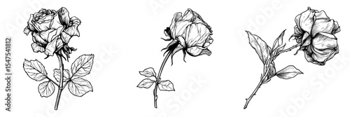 A deceased rose, characterized by dying, fall, and wilted features, is depicted in a modern illustration with a simple design outline style, allowing for customizable color