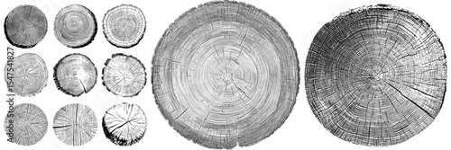 A white background features the texture of tree wood, including a cross-section of tree rings from a cut slice, forming round wooden design elements suitable for realistic texture overlays in a