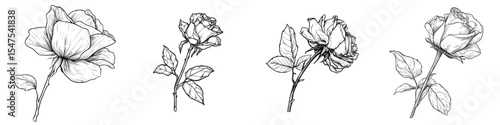 A wilted dead rose is depicted in a simple line-art drawing with a modern outline style that can be colored as desired