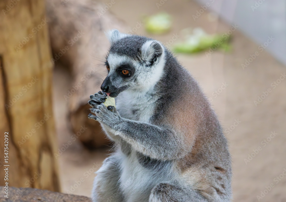 Fototapeta premium Lemur in the zoo, Warsaw, Poland