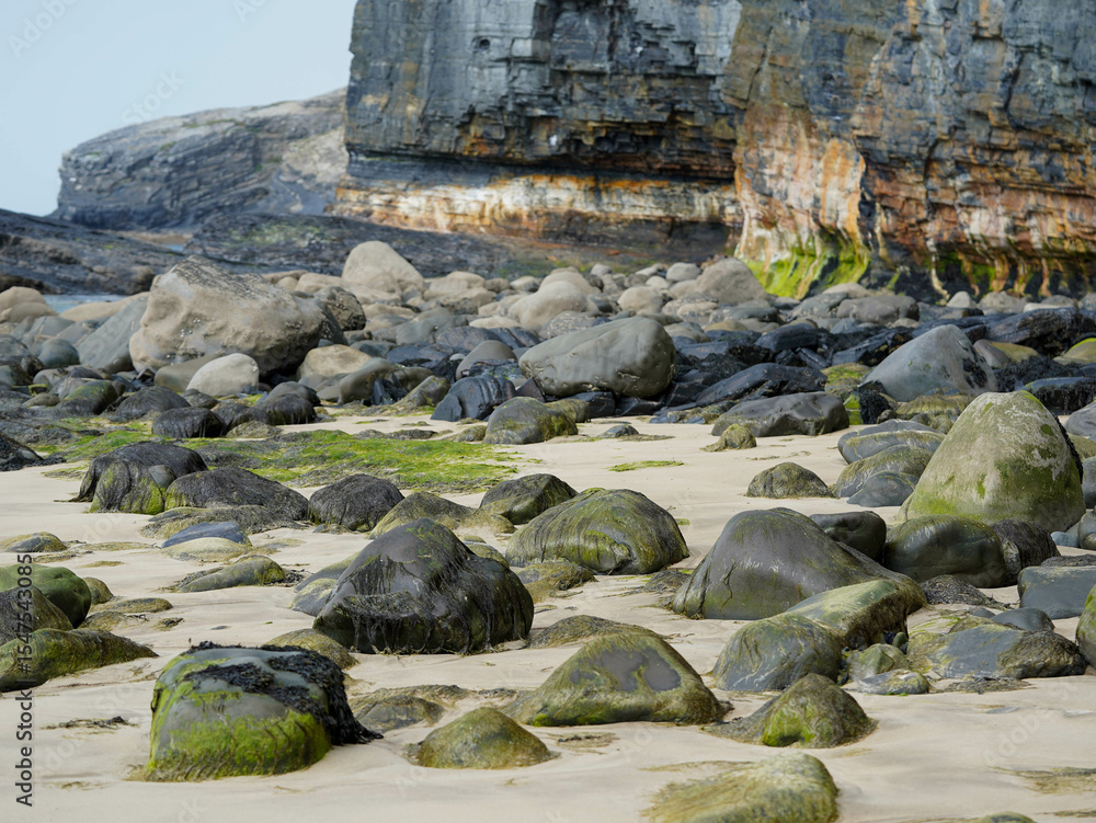 Fototapeta premium The sandy shore is covered with seaweed-covered rocks against the backdrop of coastal cliffs