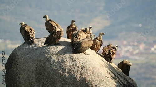 Griffon vultures atop a large rock on a very rainy late winter day