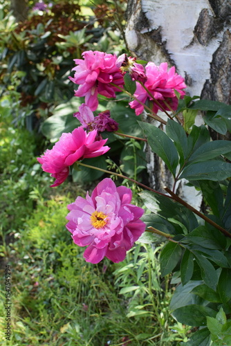 blooming pink peony flowers in the garden in spring
