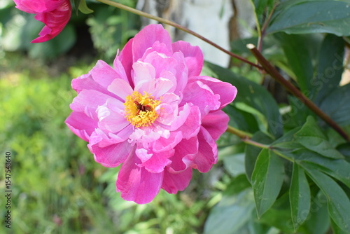 a pink peony blooming in the garden in spring