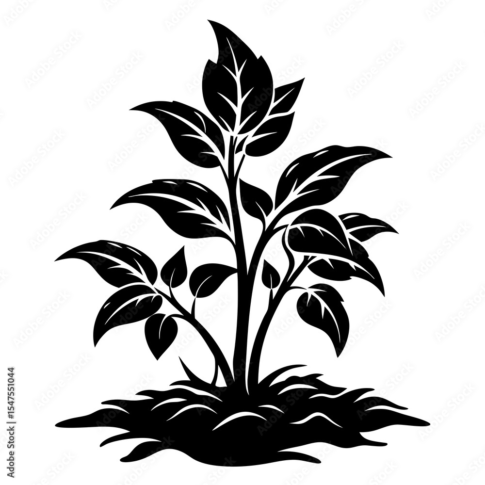 Plant with many leaves isolated on white background Plant with many leaves isolated on white background