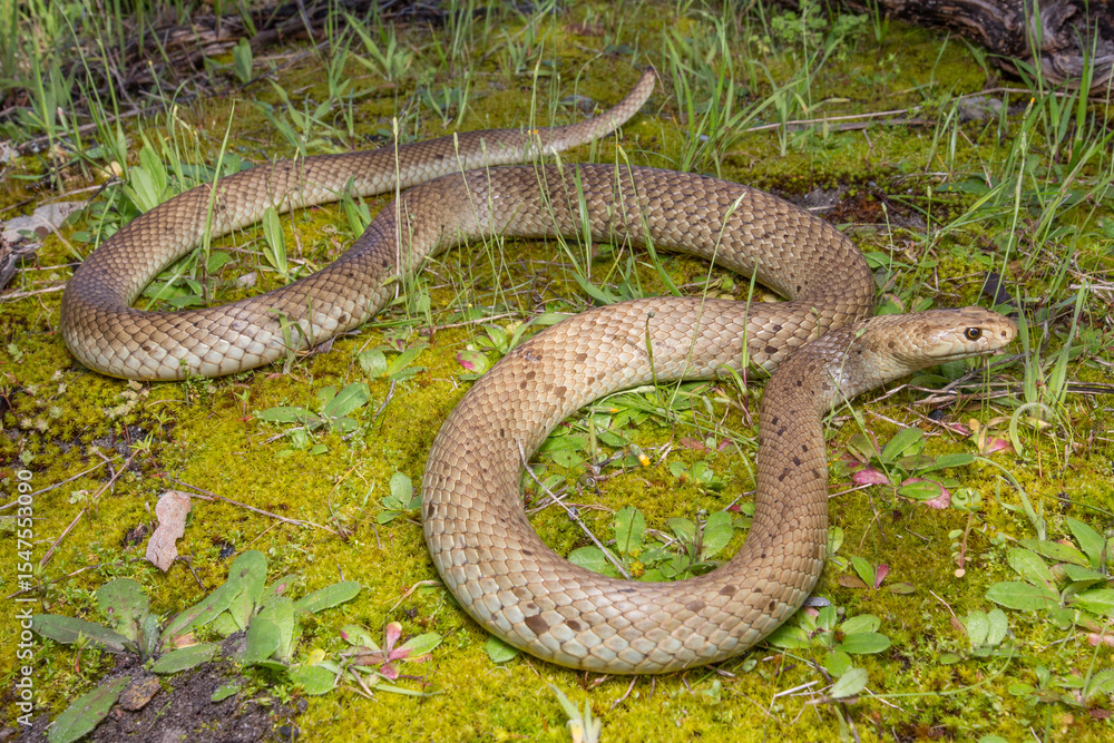 Obraz premium Dugite aka Spotted Brown Snake (Pseudonaja affinis) Dangerously venomous - Perth, Australia