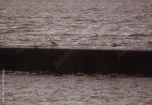 Port wall at dusk in Oudega Frisia  Netherlands,  with two upright sea gulls and a mooring clamp