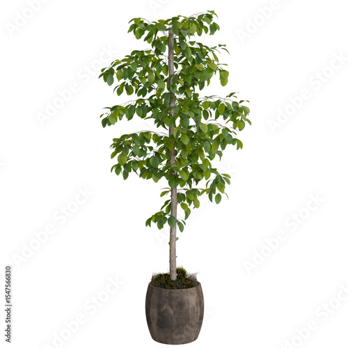 Фотография potted tree with a spiraling arrangement of bright green leaves atop a light brown, textured trunk, contained within a dark gray, fabric-like container