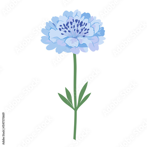 Blue Scabiosa Bloom illustration flower petals vector