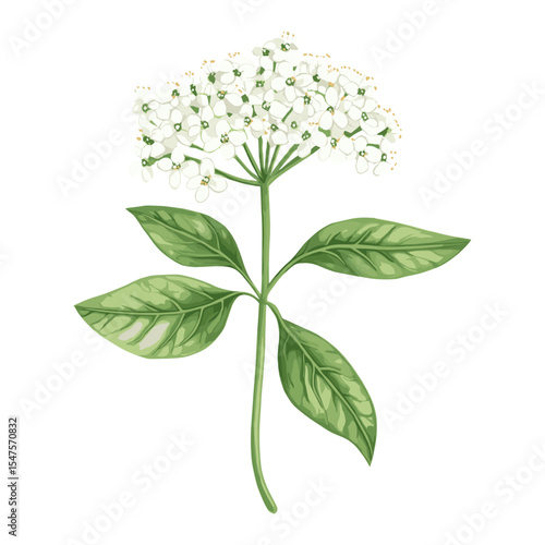 Ground elder flowers illustration leaves vector