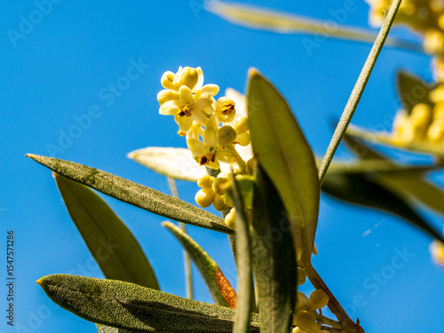 Blooming olive tree in summer
