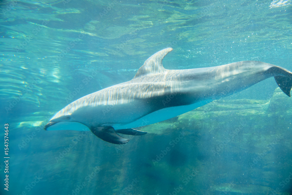 Obraz premium dolphin in the water