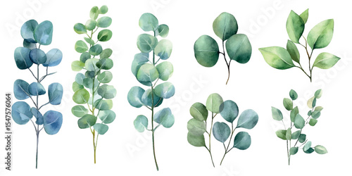 Set of green eucalyptus leaves watercolor png. Watercolor eucalyptus branches with green branches. Green watercolor elements for wedding designs and more. Watercolor green botany.