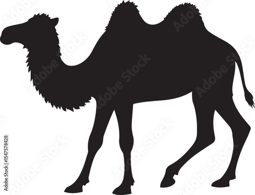 camel vector illustration