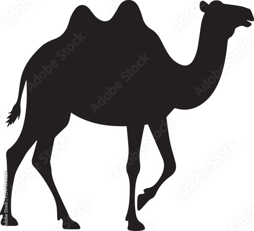 camel in the desert