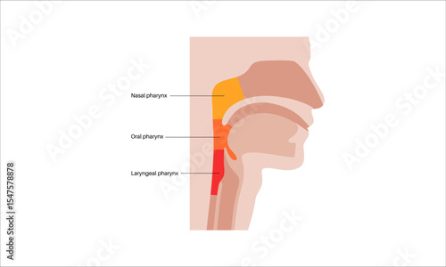 Pharynx anatomy poster