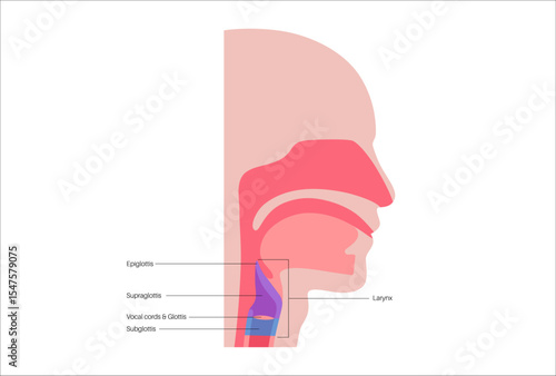 Larynx anatomy poster
