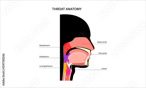 Throat anatomy poster