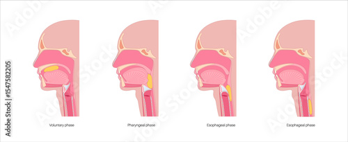 Swallowing process poster