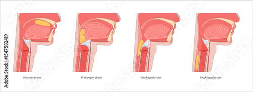 Swallowing process poster