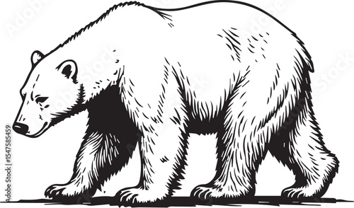 Polar Bear Illustration: A majestic polar bear, rendered in a striking black and white illustration, confidently strides across a stark landscape, embodying the spirit of the Arctic wilderness.