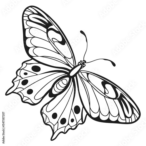 Black and White Butterfly Line Art Detailed Wings illustration