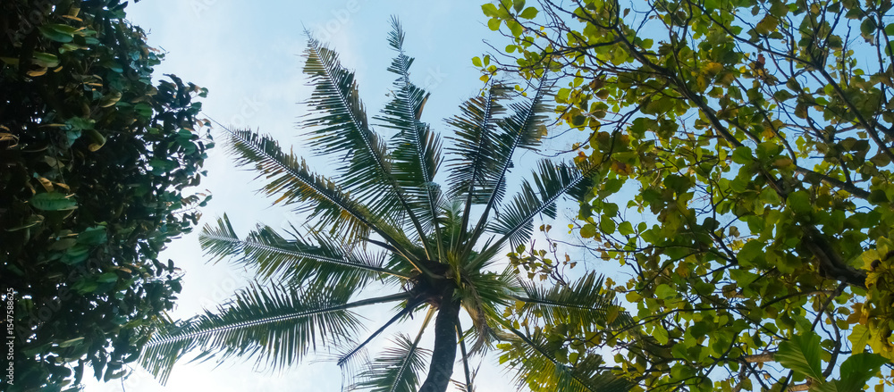 Fototapeta premium palm trees against blue sky