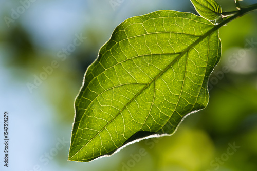 Wallpaper Mural A green Leaf Torontodigital.ca
