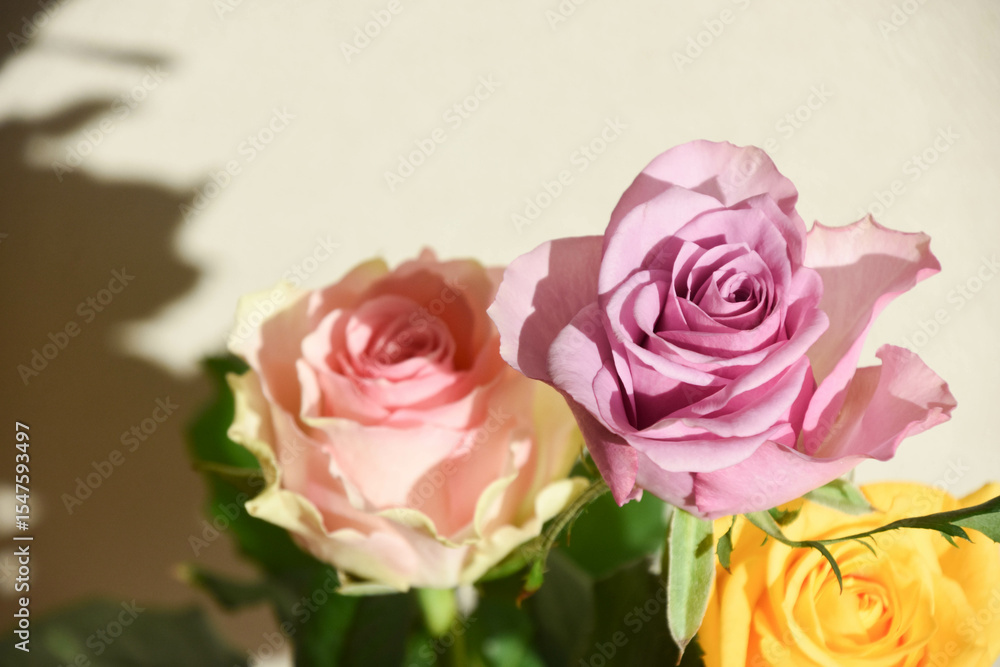 Obraz premium 紫とピンクのばら