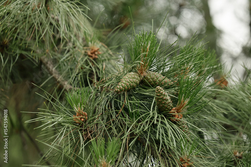 Closeup of new growth of the evergreen garden conifer plant pinus nigra . Pinus nigra, the Austrian pine or black pine