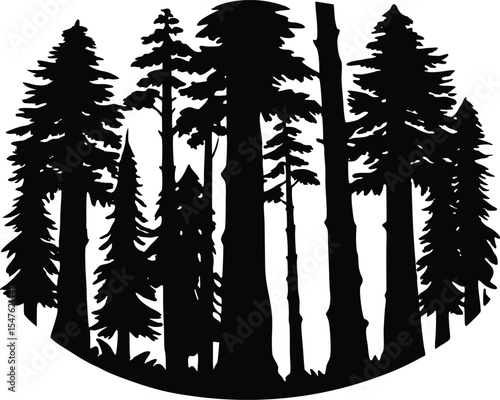 Redwoods Towering in Fog Silhouette, Giant Redwood Trees Landscape Art